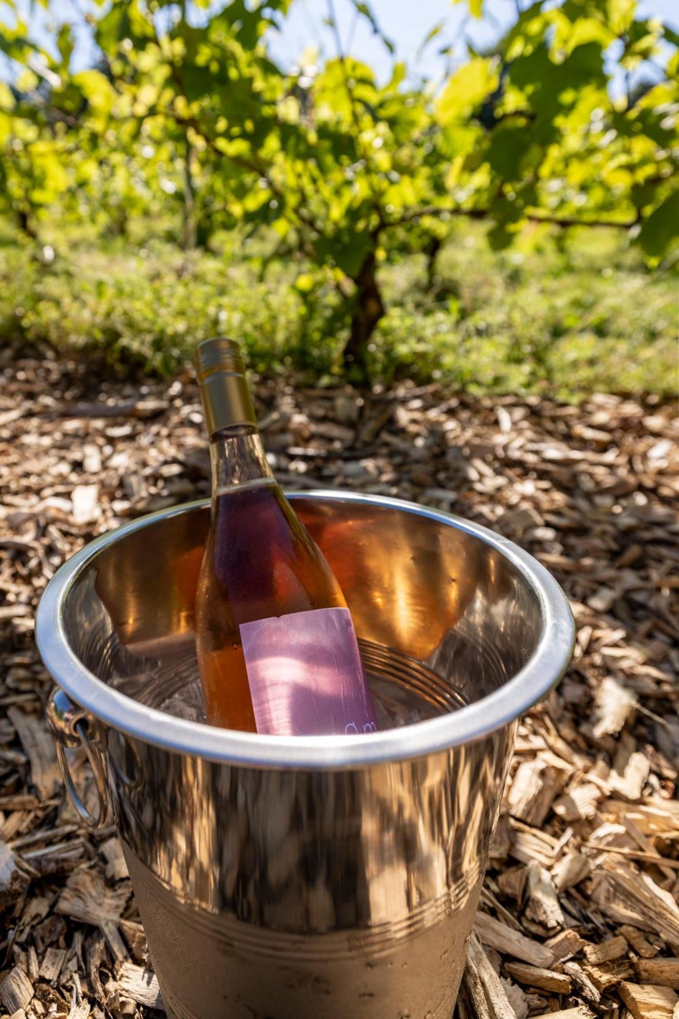 Holmegaard Vin Og Glamping 호텔 Dannemare 외부 사진